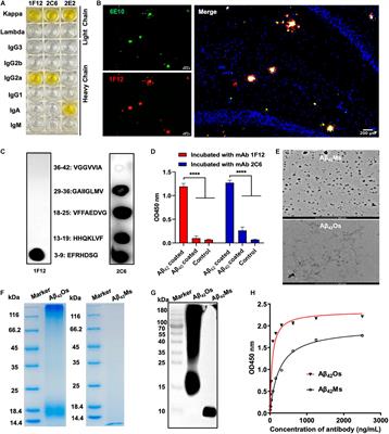 Dynamic Changes in the Levels of Amyloid-β42 Species in the Brain and Periphery of APP/PS1 Mice and Their Significance for Alzheimer’s Disease